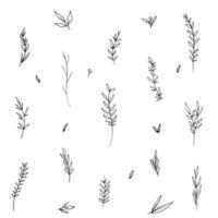 foglie lineari, brunch, set botanico. decorazione a foglia. delineare elementi della natura disegnati a mano. illustrazione vettoriale