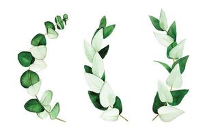set di foglie e rami di eucalipto dipinti ad acquerello. foglie di eucalipto verde, pianta tropicale isolata su sfondo bianco. vettore