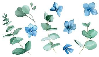 disegno ad acquerello. set di foglie di eucalipto e fiori di ortensia blu isolati su sfondo bianco. delicato disegno di fiori blu e clip art di eucalipto per l'invito di carte di decorazioni di nozze vettore