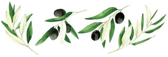 disegno ad acquerello, insieme di elementi foglie, rami e frutti di oliva isolati su sfondo bianco. acquerello realistico. simbolo di prodotti naturali, olio d'oliva, cibo e cura del corpo vettore