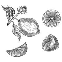 illustrazione vettoriale disegnato a mano - collezioni di limoni. pianta in fiore con foglie