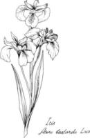 illustrazione botanica disegnata a mano del fiore di iris. ogni elemento è isolato. molto facile da modificare per qualsiasi tuo progetto. illustrazione vettoriale