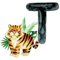 disegno ad acquerello. carta di istruzione con la lettera t, alfabeto inglese. lettera t e illustrazione della tigre, simpatici animali della foresta vettore