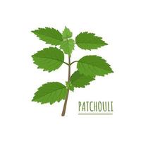 illustrazione vettoriale, cablin patchouli o pogostemon, isolato su sfondo bianco. vettore