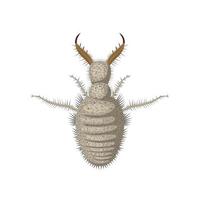 illustrazione vettoriale, larve di antlion o myrmeleontidae, isolate su sfondo bianco. vettore