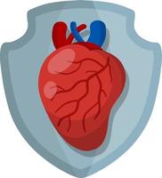 cuore. organo interno umano. vettore