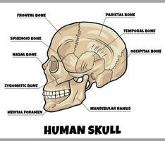 illustrazione del diagramma di anatomia delle ossa del cranio umano vettore