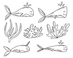 simpatico set di balene doodle. balene e alghe. illustrazione vettoriale. vettore