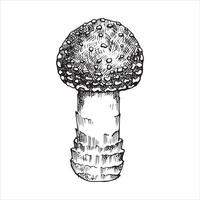 illustrazione vettoriale in stile vintage. agarico di mosca dei funghi. disegno del rivestimento di funghi di bosco con tratteggio in stile grafico vintage. clipart in bianco e nero isolato su priorità bassa bianca