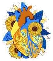 illustrazione vettoriale isolata del cuore anatomico con girasoli. colori giallo e blu.