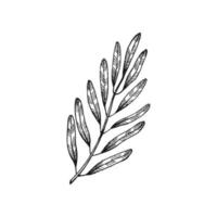 rami d'ulivo. grappolo di ulivi e rami di ulivo con foglie. illustrazione disegnata a mano convertita in vettore. vettore