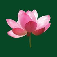 vettore astratto bellissimo fiore di loto rosa