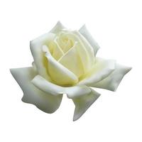 bella rosa bianca singola isolata su sfondo bianco vettore