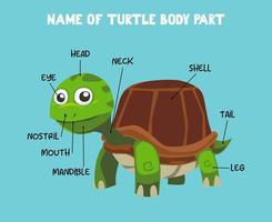 nome della parte del corpo di tartaruga simpatico cartone animato per bambini in inglese vettore