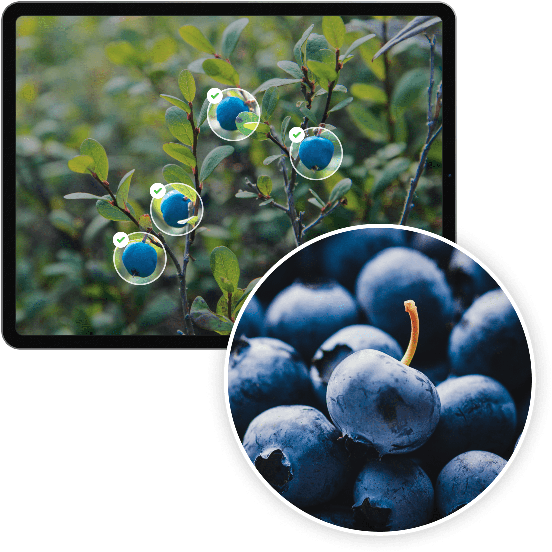 Image of a tablet displaying an image of blue berries on a plant, with a zoomed-in image of a bunch of blue berries in front.